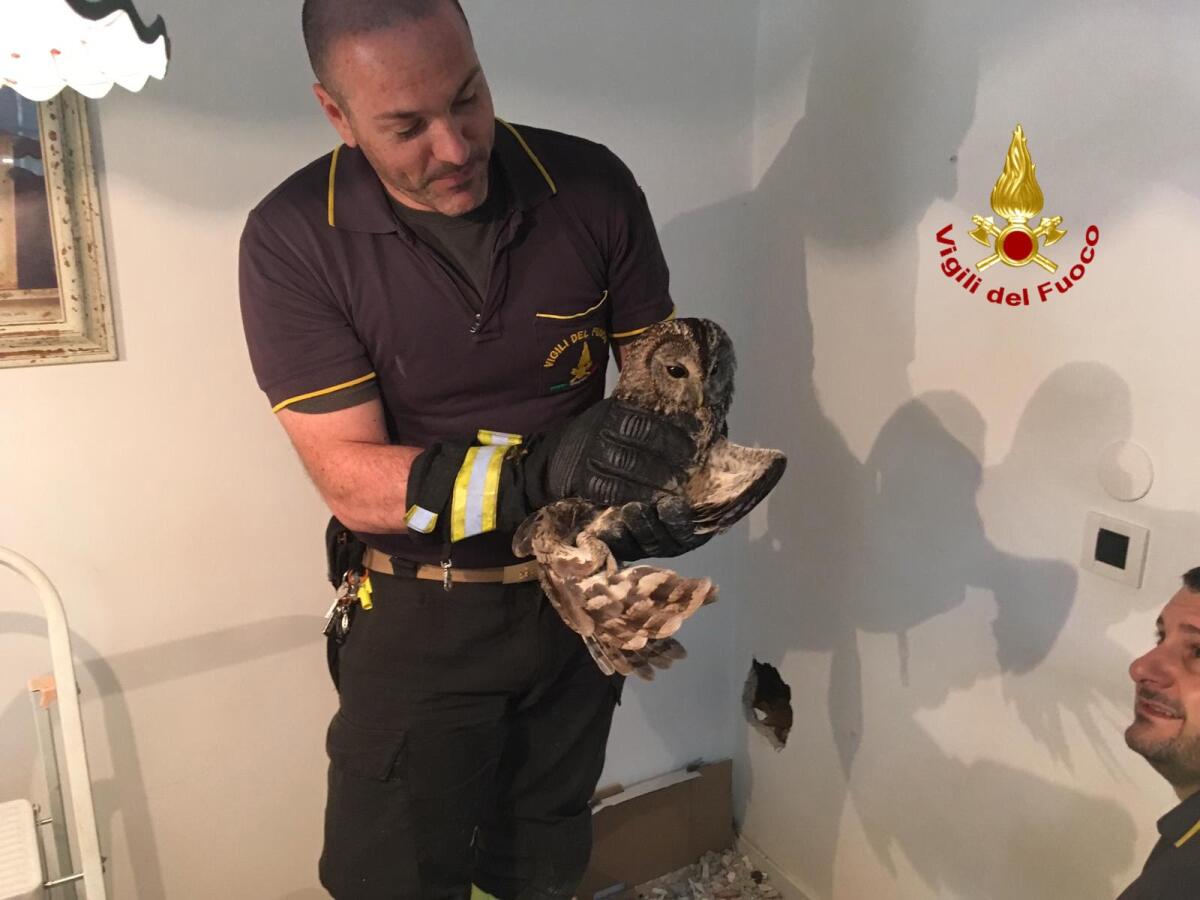 Allocco cade nella canna fumaria, a salvarlo e liberarlo ci pensano i vigili del fuoco - 