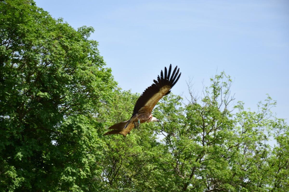 Liberati i Grifoni alla Riserva Naturale Regionale del Lago di Cornino - 