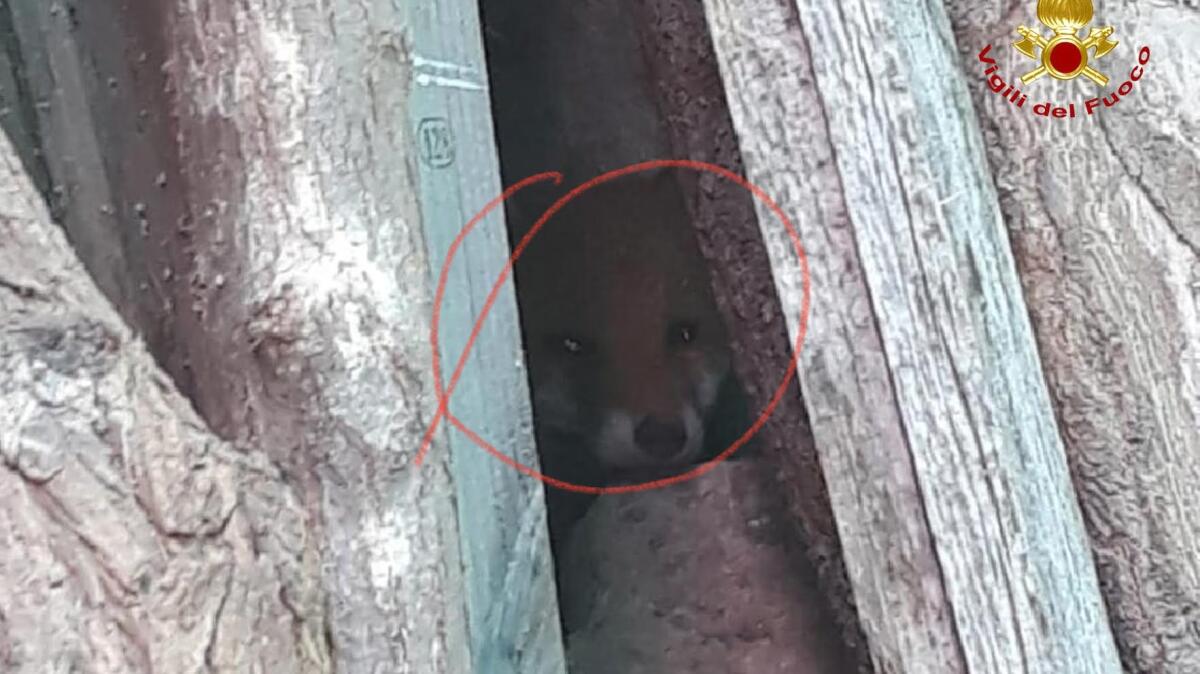 Volpe intrappolata e ferita, soccorsa dai Vigili del Fuoco - 