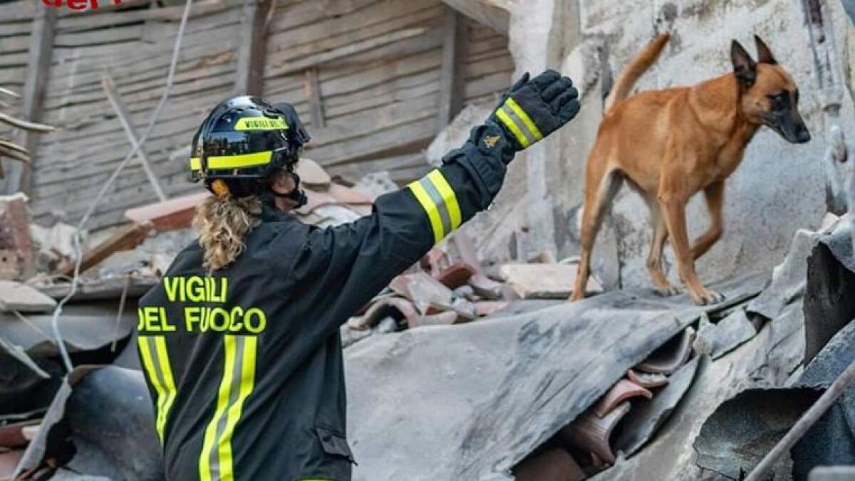 Esplosione a Gorizia: il lavoro di Yuki il pastore belga che ha fiutato le vittime - 