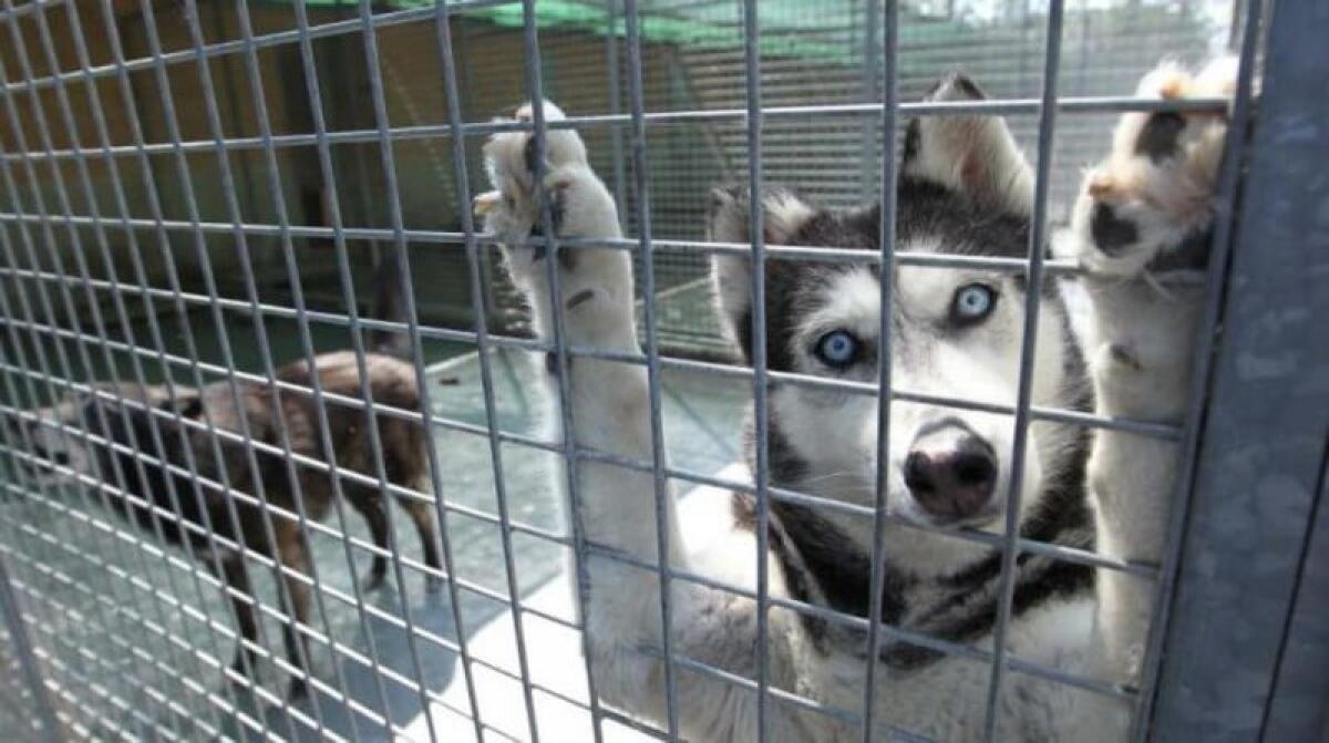 Adottati sul web e rispediti in canile: dilaga la pessima moda di "ricusare" gli animali - 