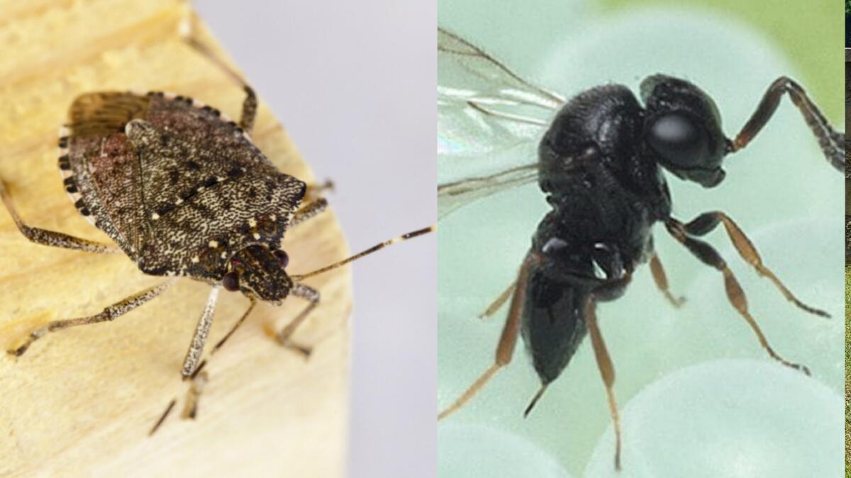 Cimici: saranno solo un ricordo, arriva la Trissolcus japonicus - 