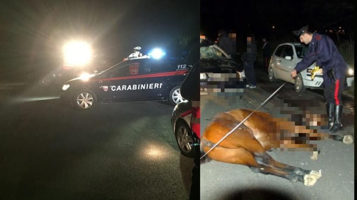 Azzano Decimo: auto investe un cavallo nella notte, animale deceduto sul colpo - 