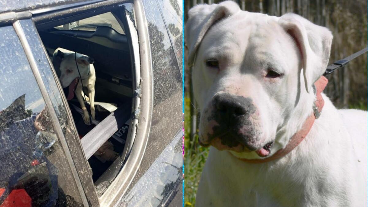Udine: cane agonizzante chiuso in auto per la seconda volta in 3 giorni - 