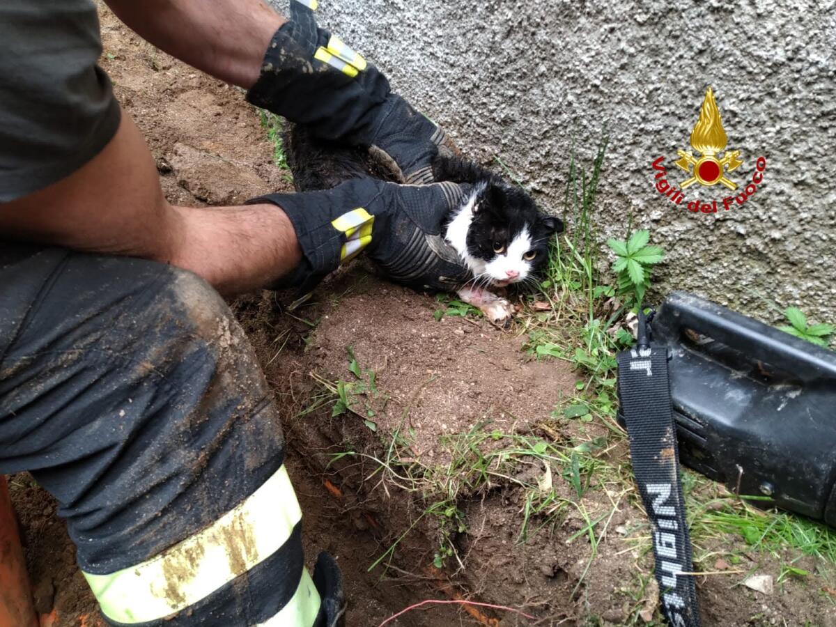 Un micio e una rondine salvati dai Vigili del Fuoco - 