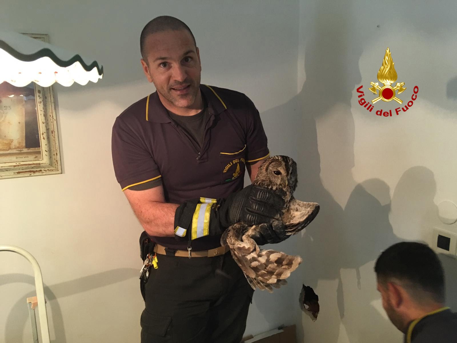 Galleria 1 del post: Allocco cade nella canna fumaria, a salvarlo e liberarlo ci pensano i vigili del fuoco