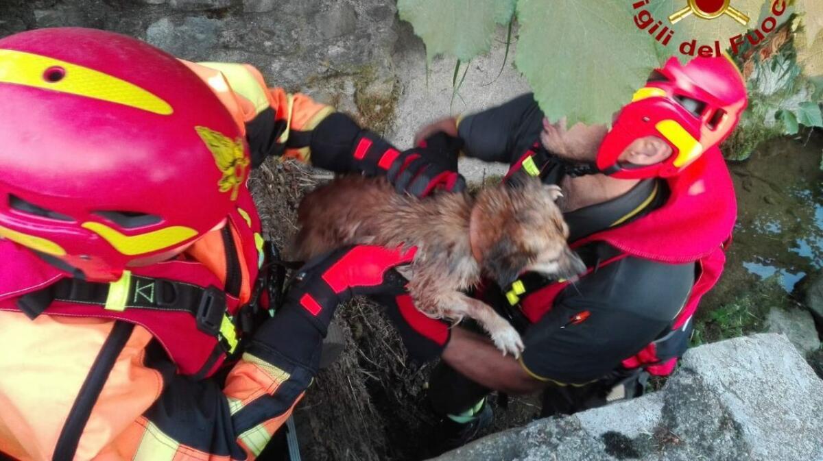 Cagnetta incastrata dentro il sifone di un fosso, salvata dai vigili del fuoco - 