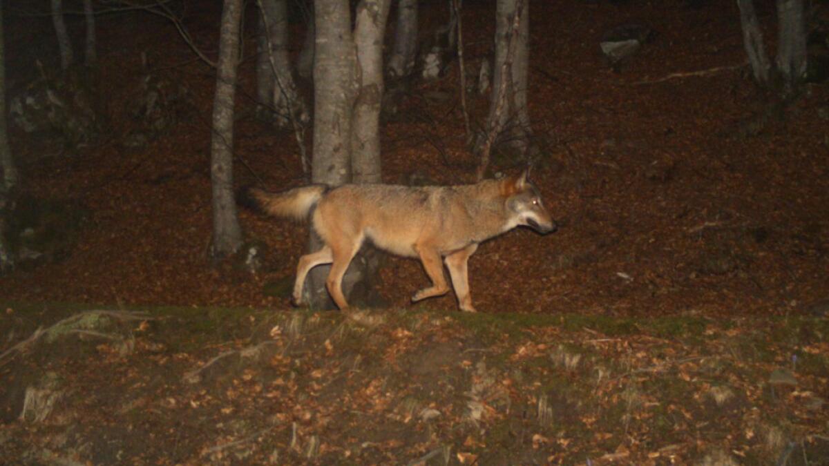 Maniago, lupi a pochi passi dalle abitazioni: timore tra i residenti - 