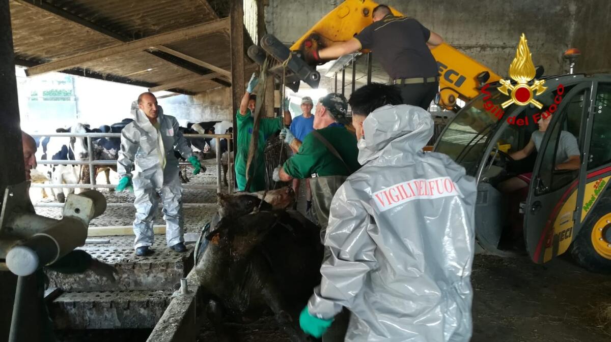 Bovino cade nella vasca di liquami, lo salvano i vigili del fuoco - 