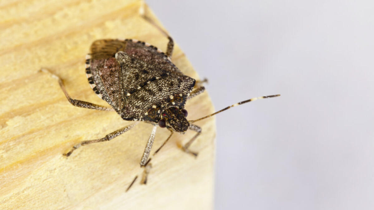 Ispezioni per la cimice asiatica nel Latisanese: danni ingenti - 