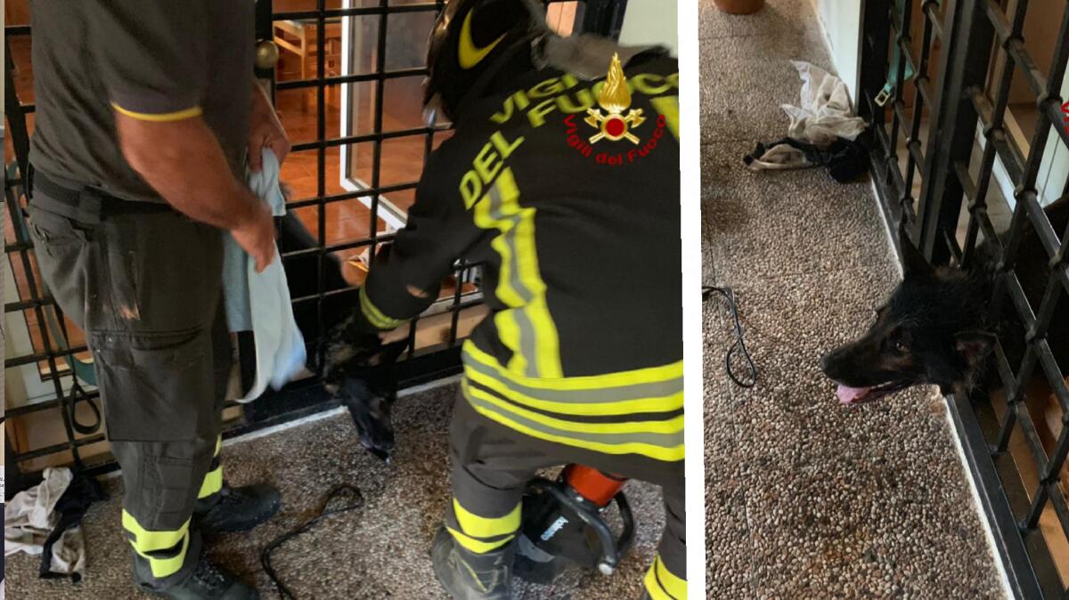 La testa incastrata nella ringhiera: pastore tedesco salvato dai pompieri - 
