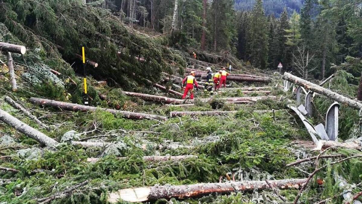 Cafc: al via gli interventi pro montagna a seguito dei danni causati dalla tempesta Vaia - 
