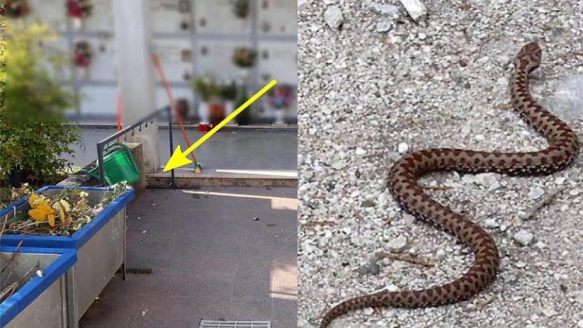 Lugugnana di Portoguraro, shock al cimitero: spuntano le vipere, l'allarme dei cittadini - 