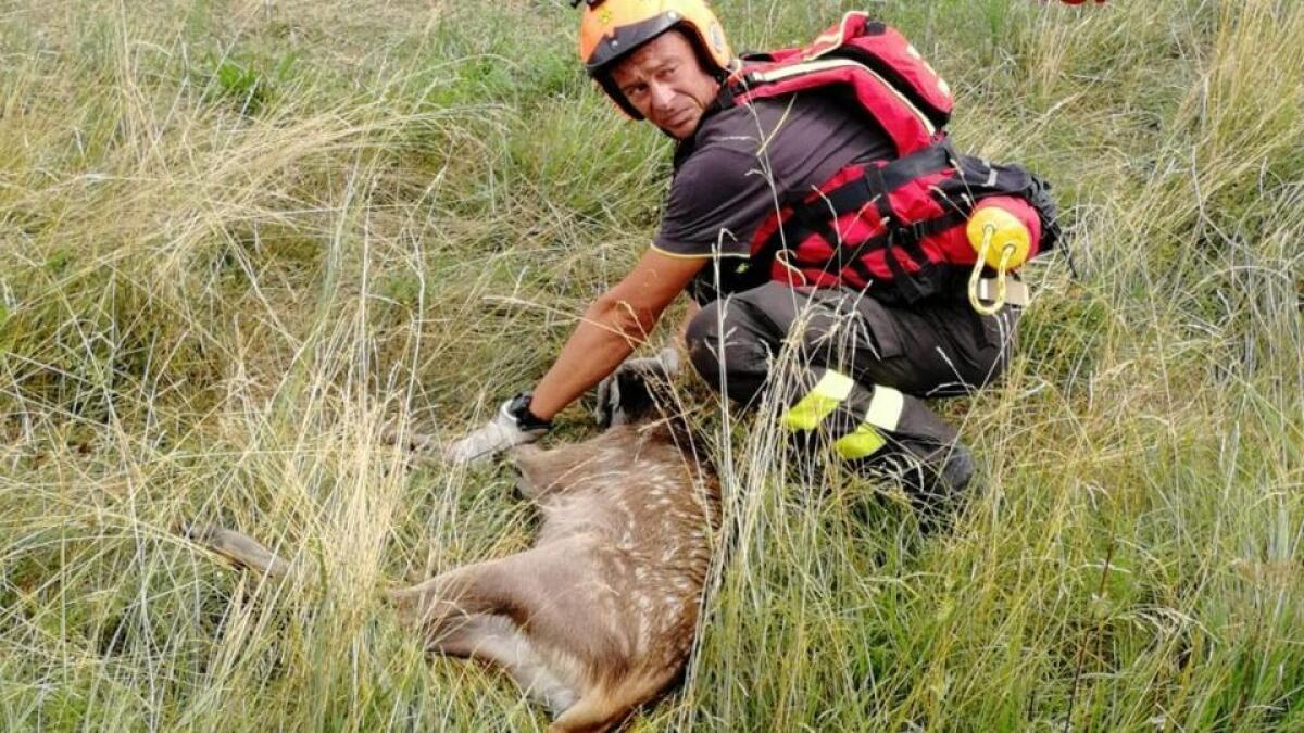 Piccolo cervo cade in un canale a Maniago, salvato dai Vigili del fuoco - 