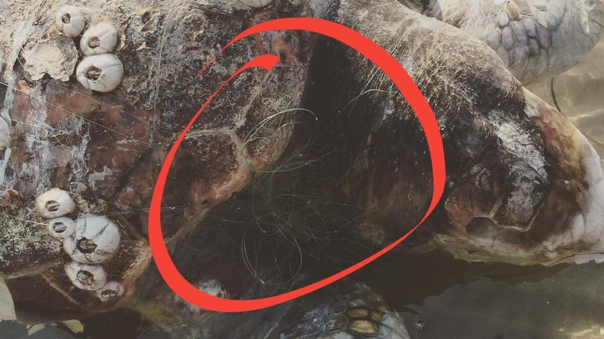 A Lignano tartarughe spiaggiate vittime delle reti e filo da pesca - 