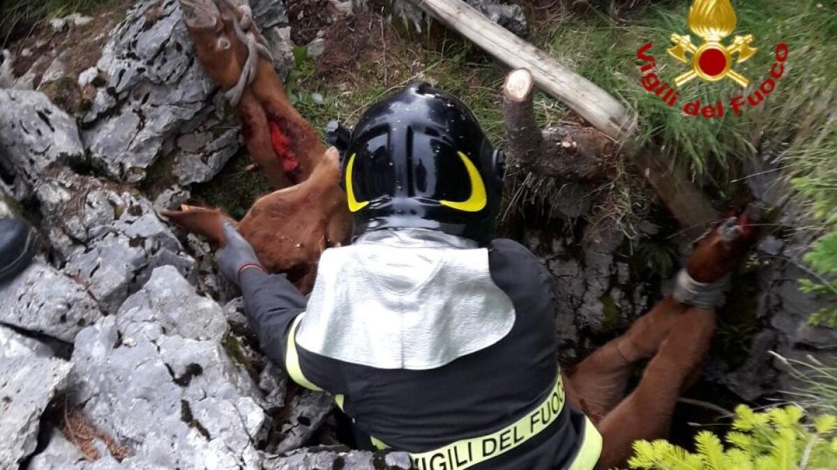 Vitello cade in una voragine di tre metri, lo salvano i vigili del fuoco - 