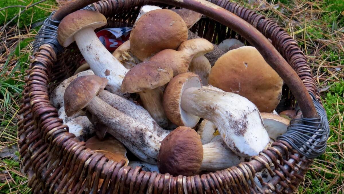 Raccolta funghi senza incidenti: i consigli del Soccorso Alpino - 