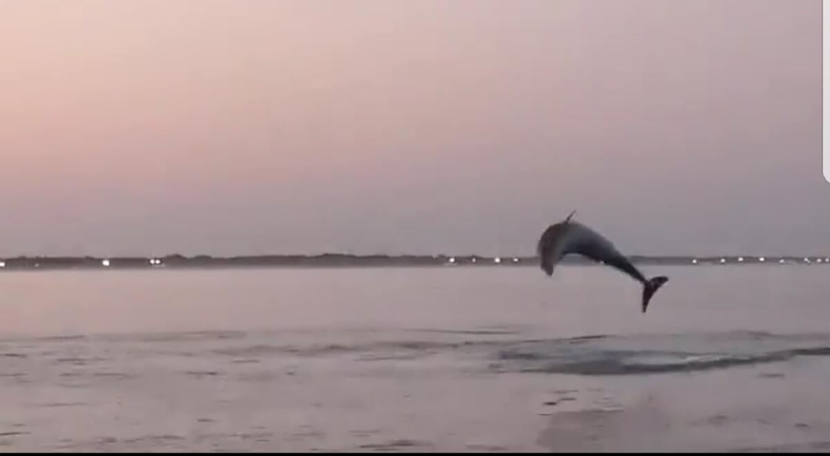 Venezia, delfini a Punta Sabbioni al tramonto - VIDEO - 