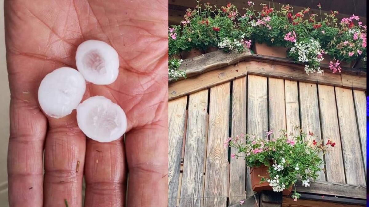 A Camporosso la grandine distrugge fiori e colture - 