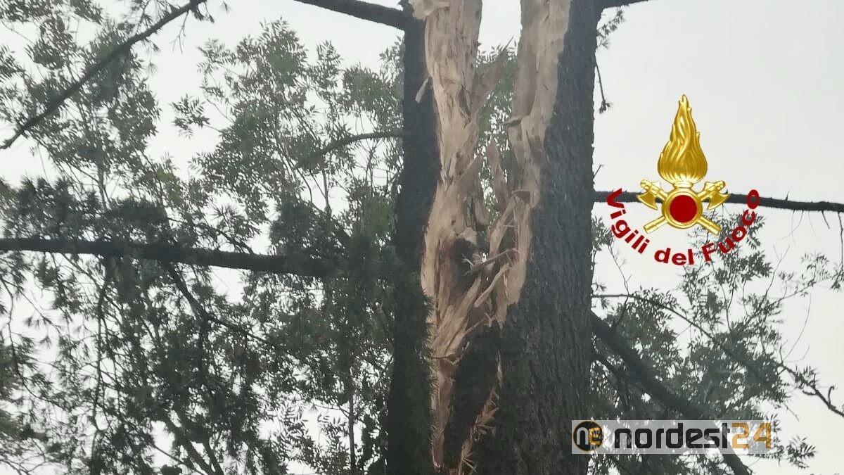 Pino colpito da un fulmine finisce sulla sede stradale - 