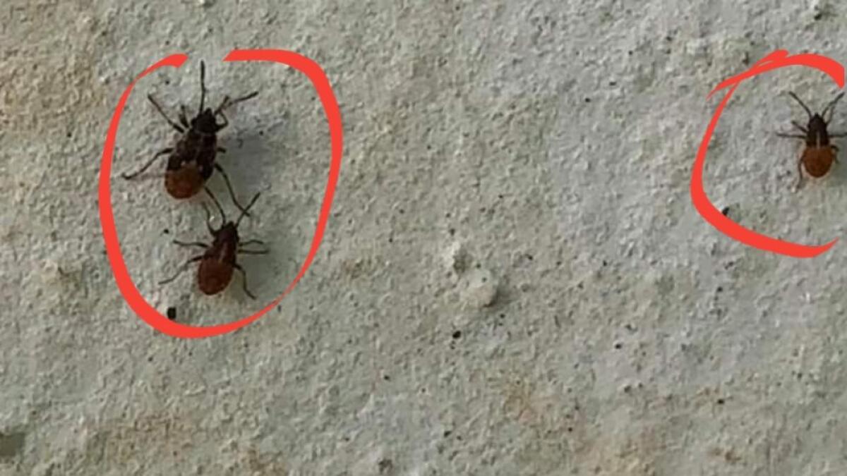 Un insetto 'sconosciuto' infesta le campagne del Friuli - 