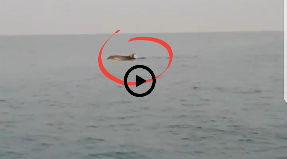 Jesolo, il delfino "danza" davanti alla sua barca - VIDEO - 