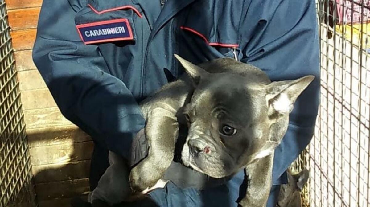 Sacile, cane chiuso in auto sotto al sole e va a fare la spesa: denunciato - 