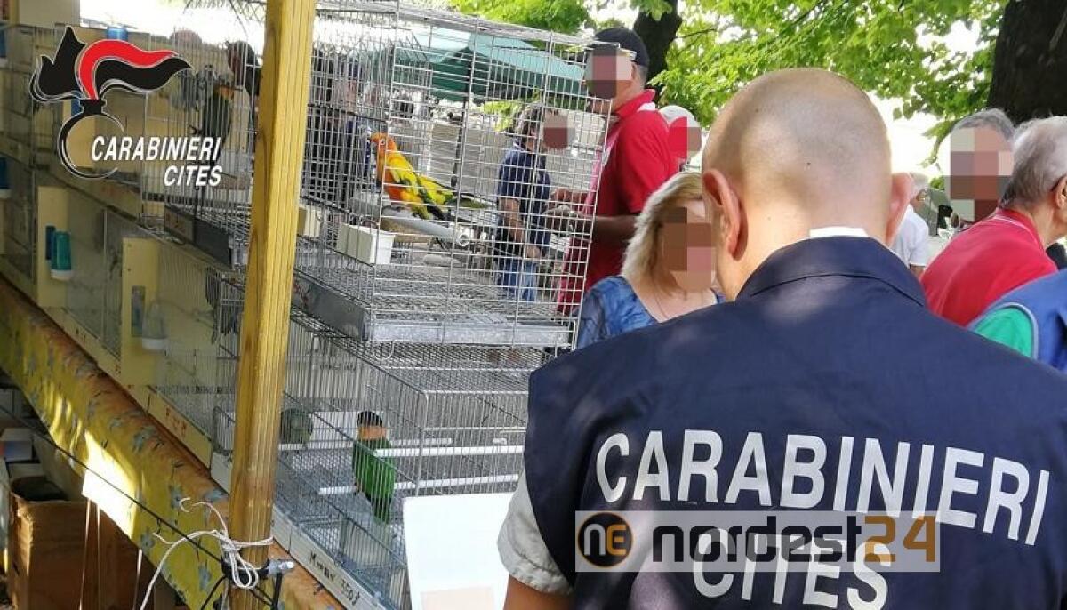 Annone Veneto, blitz alla Fiera degli uccelli: sequestrati 20 pappagalli - 