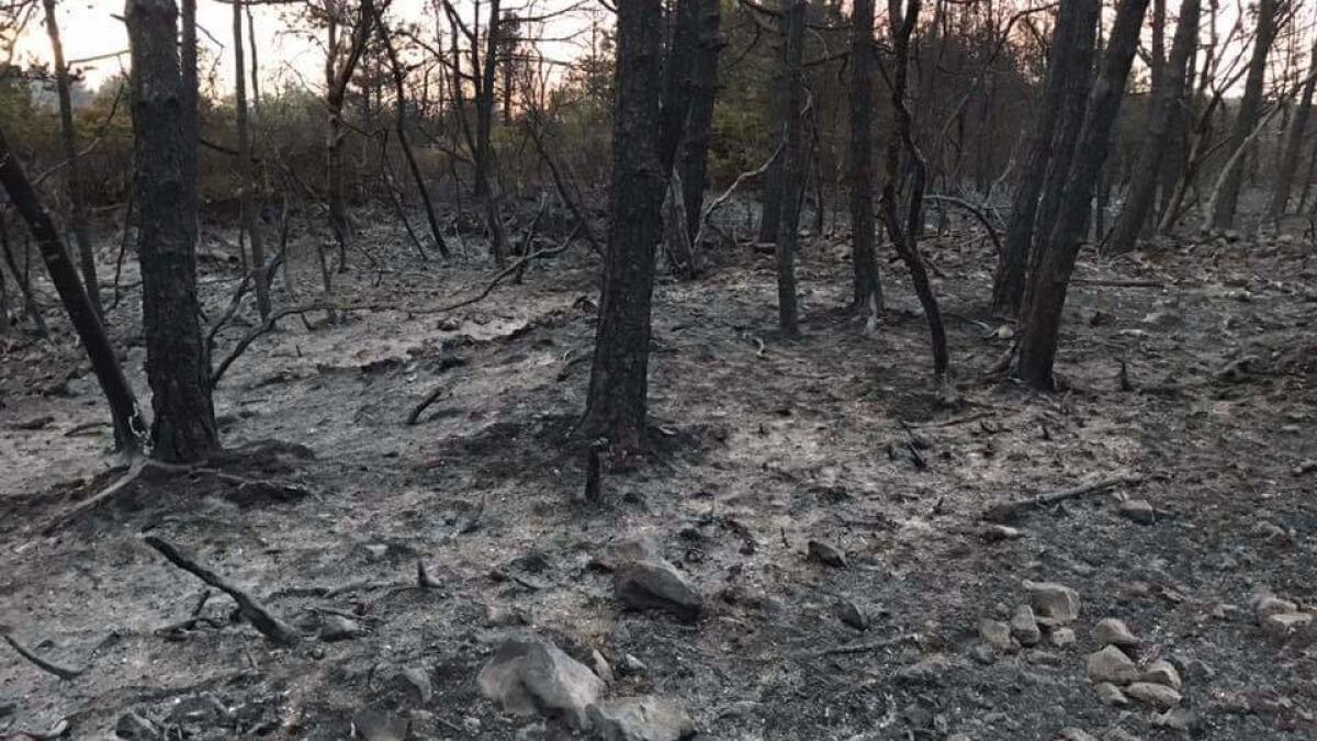 Domato l'incendio nei boschi del Carso sloveno - 