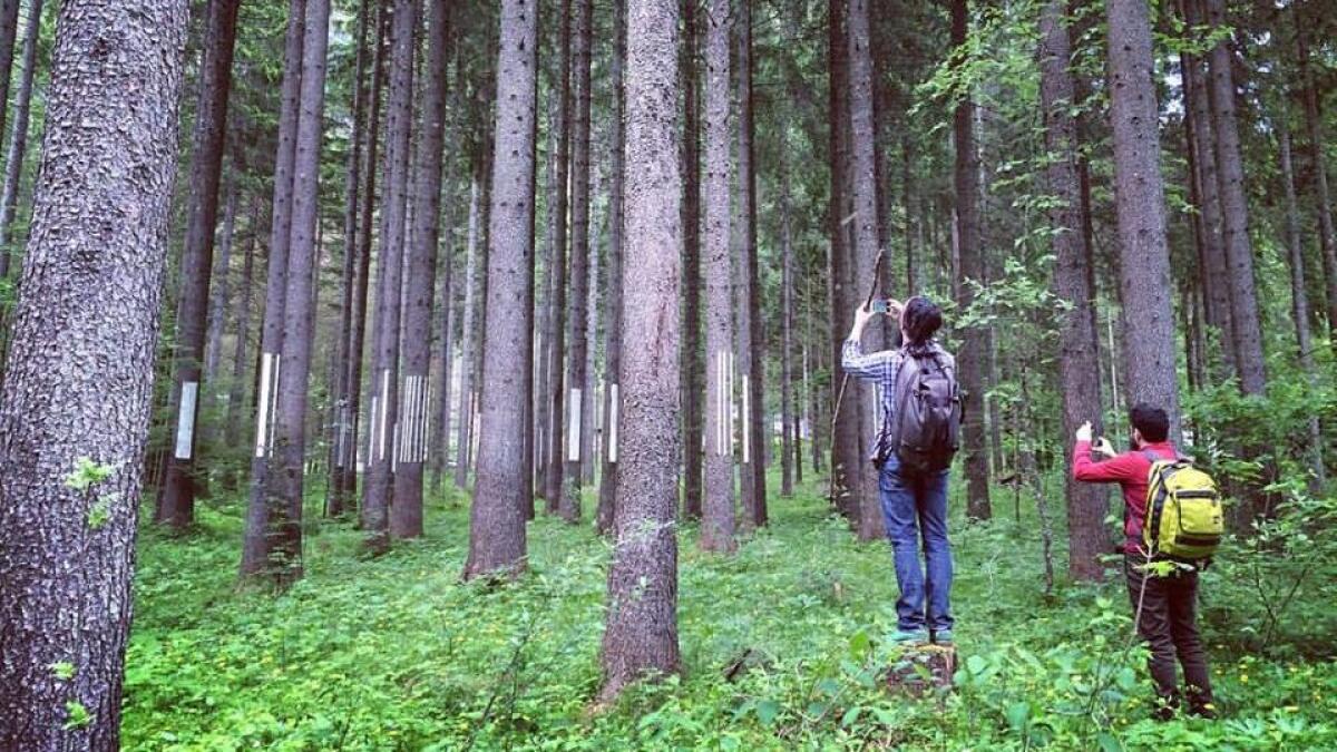 Altrememorie: una “passeggiata letteraria” nei boschi della Val Saisera - 