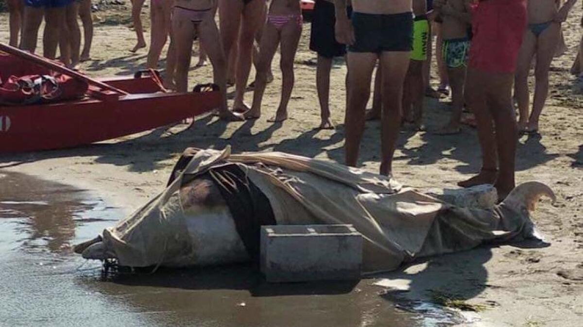 Tristezza in spiaggia: un delfino morto a riva - 