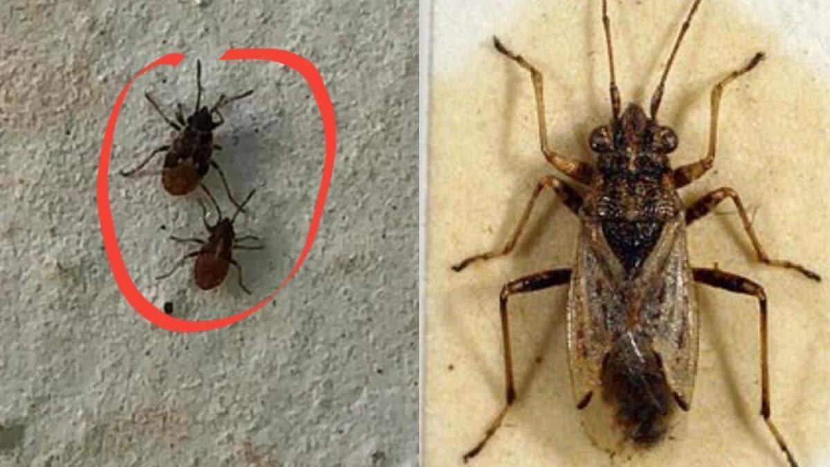 Insetti "sconosciuti"? Ecco la nuova cimice: sarà invasione - 