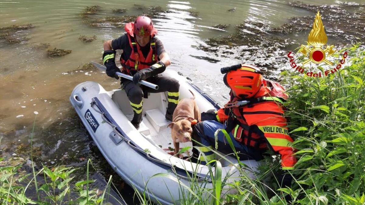 "Boss" finisce nel canale e rimane bloccato: Pitbull salvato dai vigili del fuoco - 