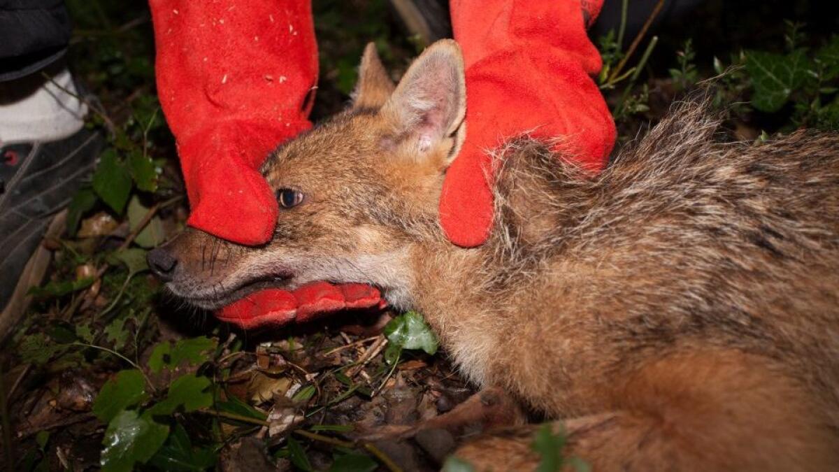 Friuli, primo sciacallo dorato catturato in natura in Italia - FOTO - 