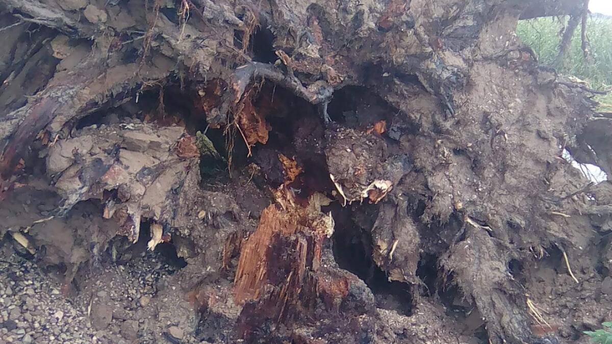 Violento temporale: crolla l'albero secolare, simbolo del paese - 