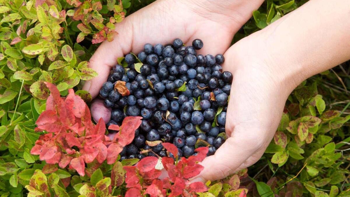 Avasinis, Festa del lampone e del mirtillo 2019 - 