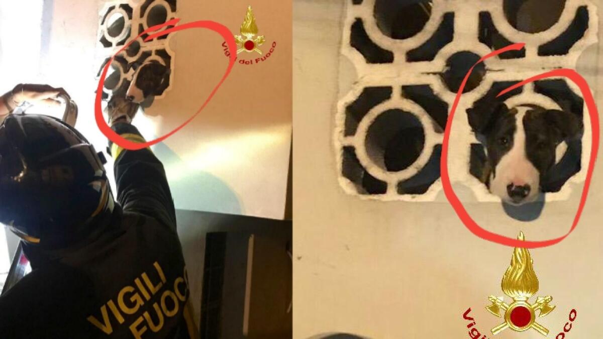 Testa incastrata in un foro di cemento: Bull Terrier liberato dai pompieri nella notte - 