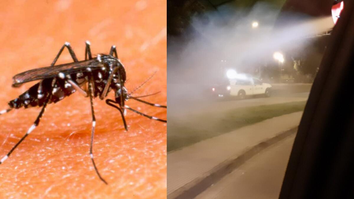 Emergenza a Ronchi dei Legionari: un caso di Dengue. In corso la disinfestazione - 