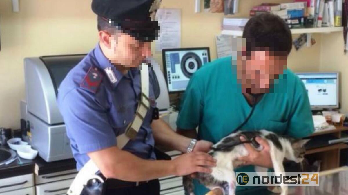 Lei lo lascia, lui si vendica: gatto rinchiuso nella valigia piena di letame - 