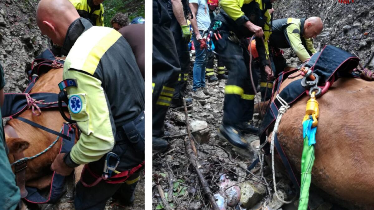 Precipitano nel dirupo: mucca e vitellino salvati con l'elicottero - 