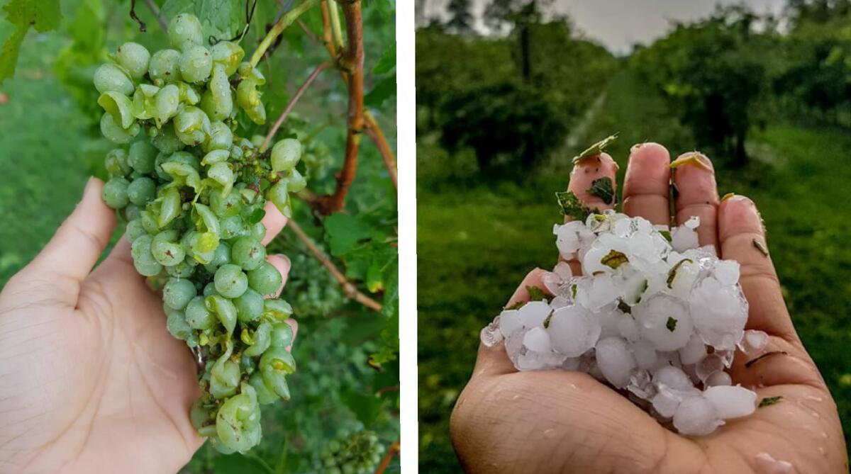 Maltempo, vigneti distrutti in provincia di Treviso: "un duro lavoro spazzato via in pochi minuti" - 
