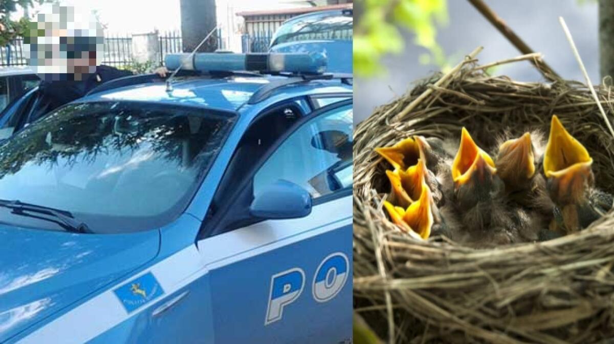 Udine, droga: hashish nascosto nel nido sull'albero in centro - 