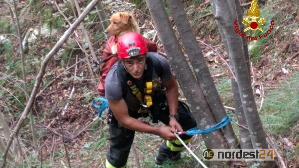 Cane precipita nel dirupo per 15 metri: soccorso dai vigili del fuoco - 