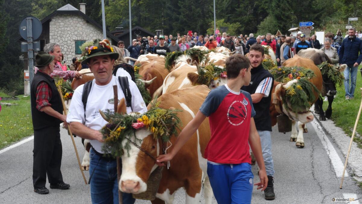 Festa della Transumanza in malga Montasio, domenica 8 settembre - 