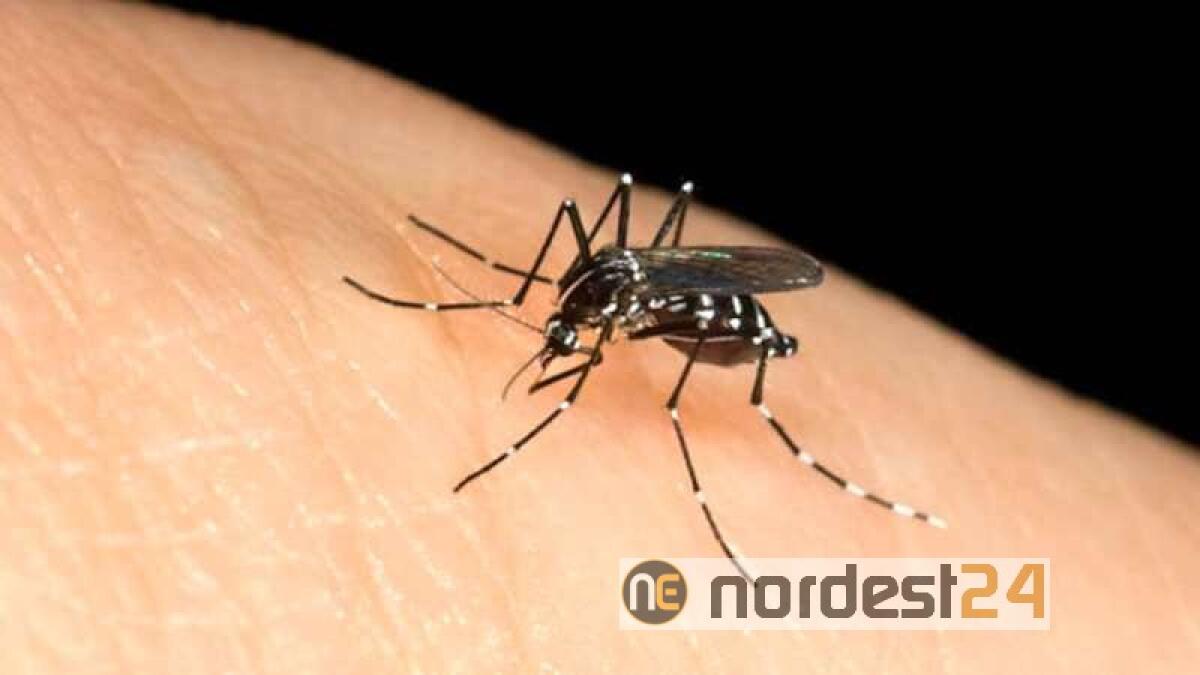 West Nile, un caso accertato nel Pordenonese: scatta l'allerta - 