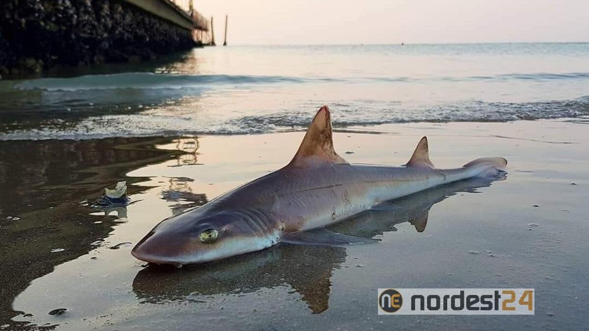 Jesolo, piccolo squalo morto a riva. Ecco di cosa si tratta - 