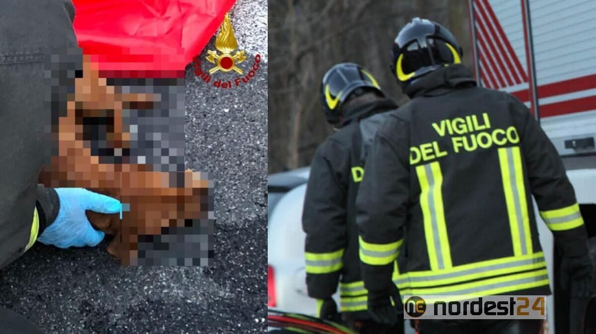 Sesto al Reghena, investe un cane, non se ne accorge: resta incastrato per 9 km - 