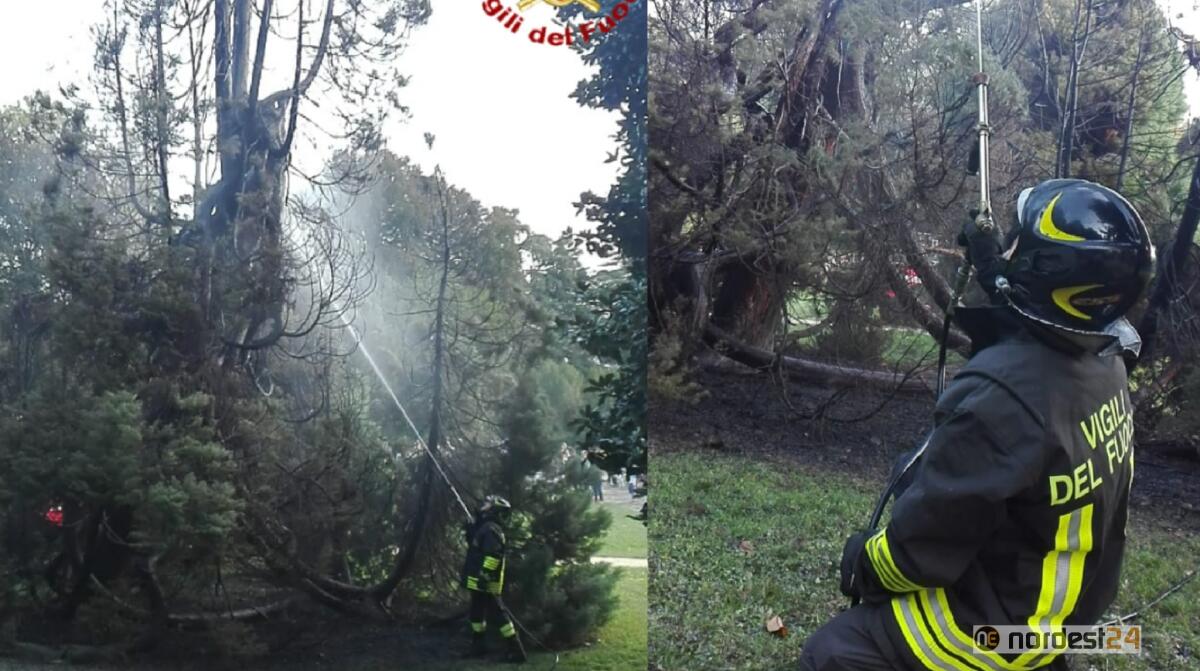 Valdagno. A fuoco una criptomeria di oltre 15 metri nel parco: caccia al piromane - 