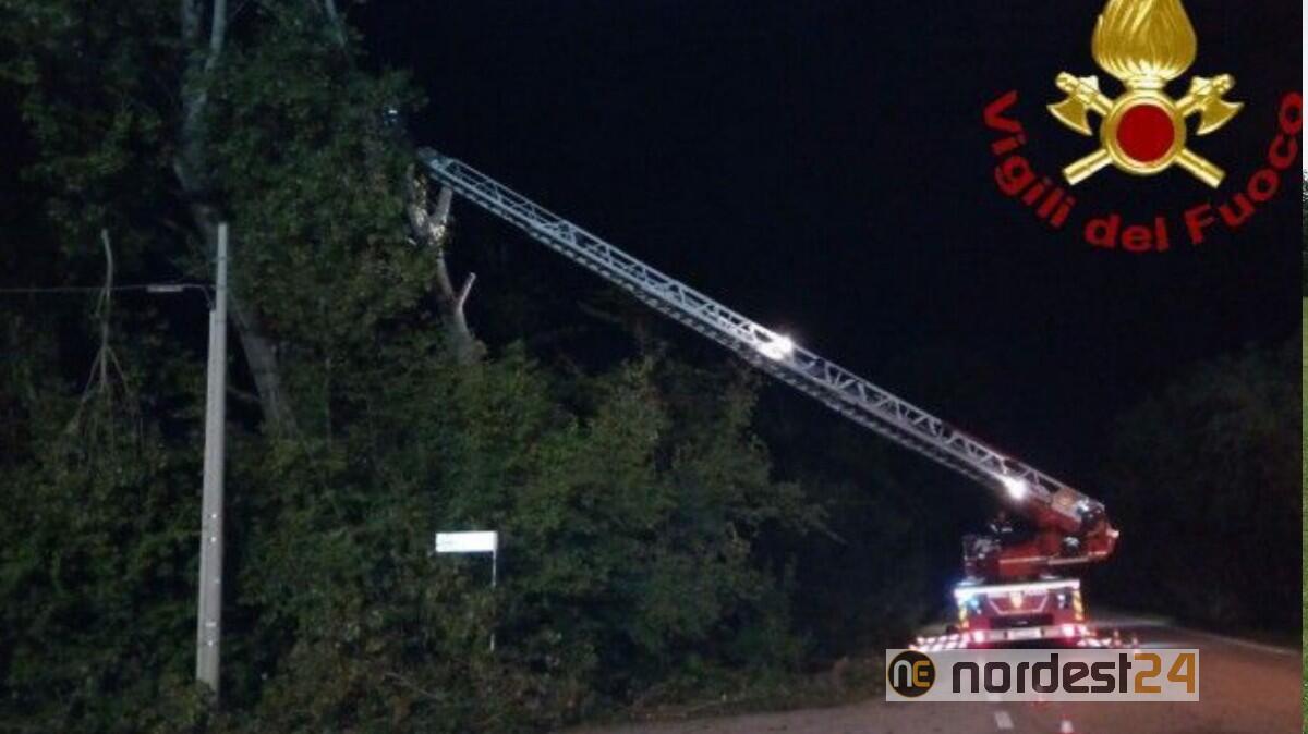 Bannia, alberi pericolanti minacciano la circolazione: intervento dei Vigili del Fuoco - 