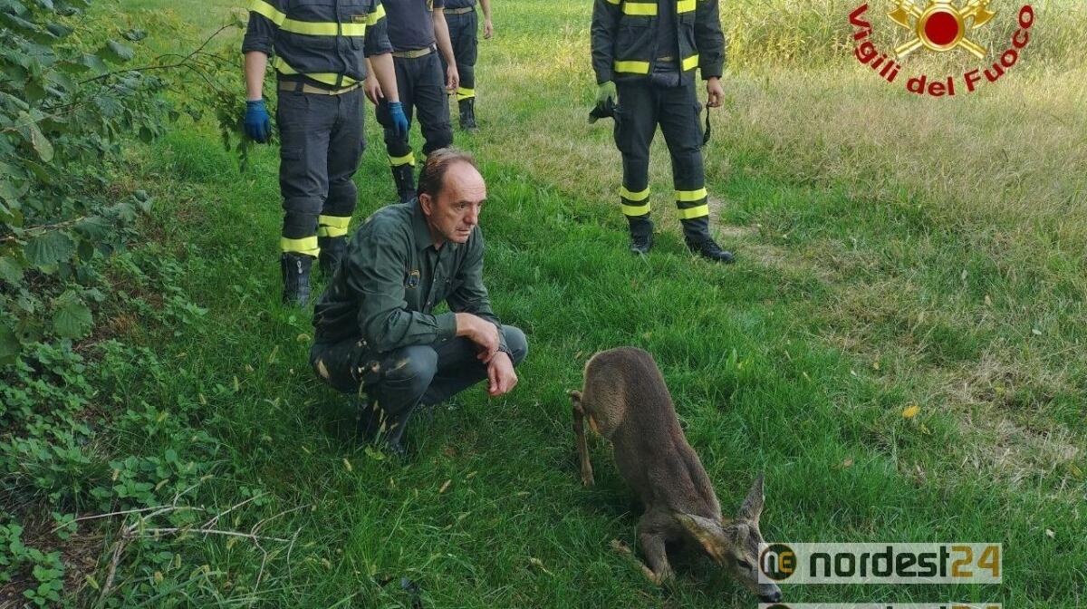 San Quirino. Scivola nel canale: capriolo salvato da morte certa - 